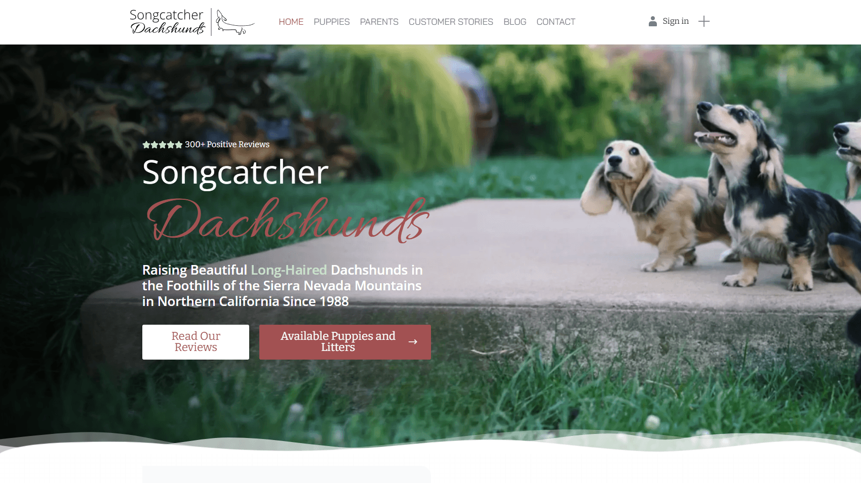 Songcatcher Dachshunds